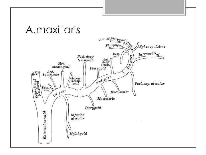 A. maxillaris 