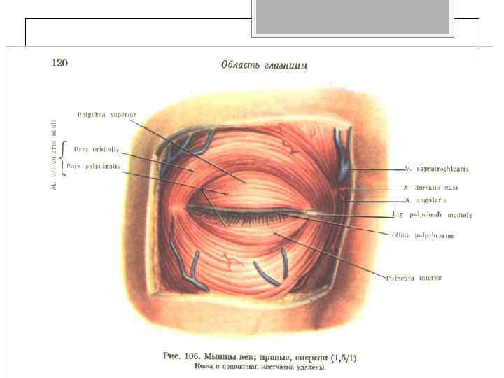 Мышцы века. Глазничная перегородка анатомия. Область глазницы глазничная перегородка. Глазничная перегородка Septum orbitale. Мышца опускающая верхнее веко анатомия.