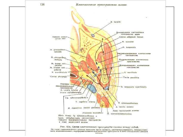 Клетчаточные пространства головы картинка