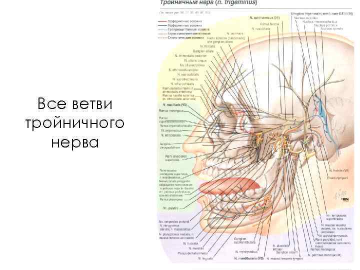 Все ветви тройничного нерва 