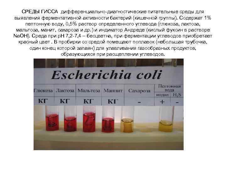СРЕДЫ ГИССА дифференциально-диагностические питательные среды для выявления ферментативной активности бактерий (кишечной группы). Содержат 1%