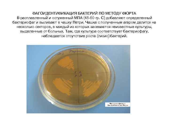ФАГОИДЕНТИФИКАЦИЯ БАКТЕРИЙ ПО МЕТОДУ ФЮРТА В расплавленный и остуженный МПА (45 -50 гр. С)