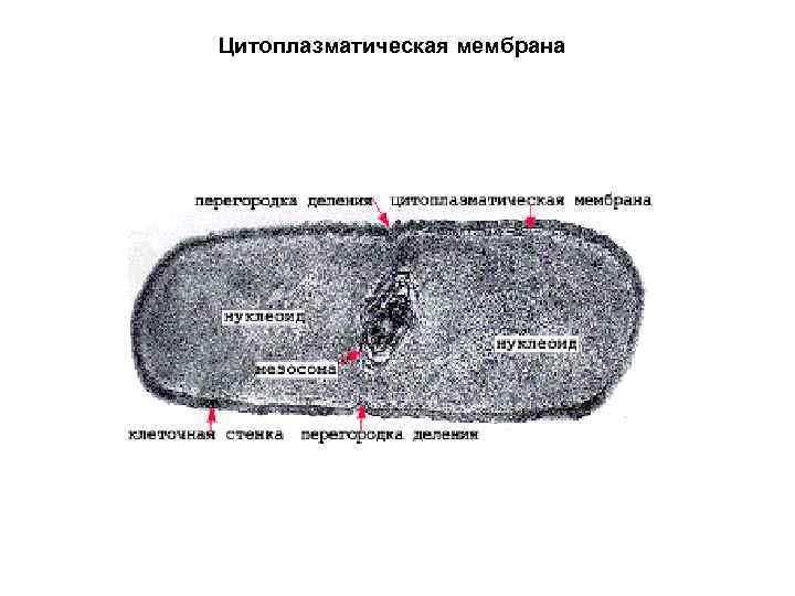 Цитоплазматическая мембрана 