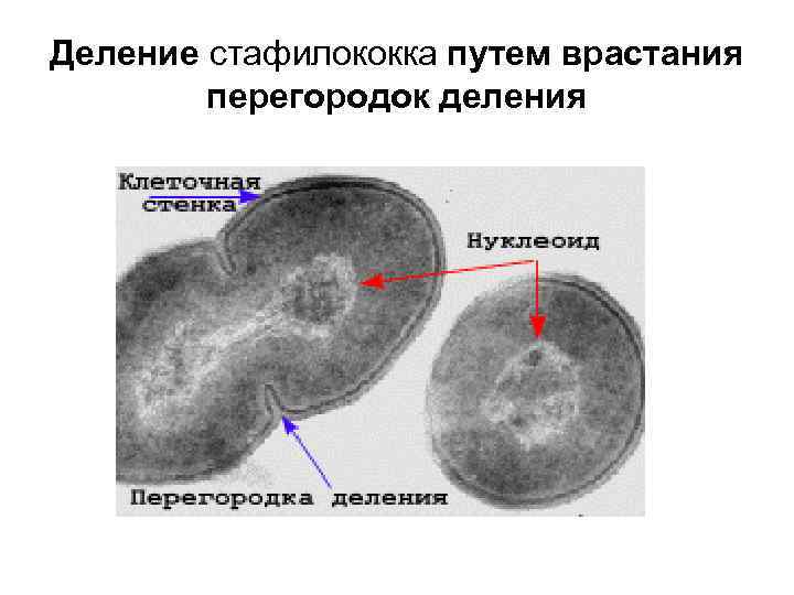 Деление стафилококка путем врастания перегородок деления 