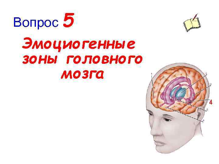 Вопрос 5 Эмоциогенные зоны головного мозга 