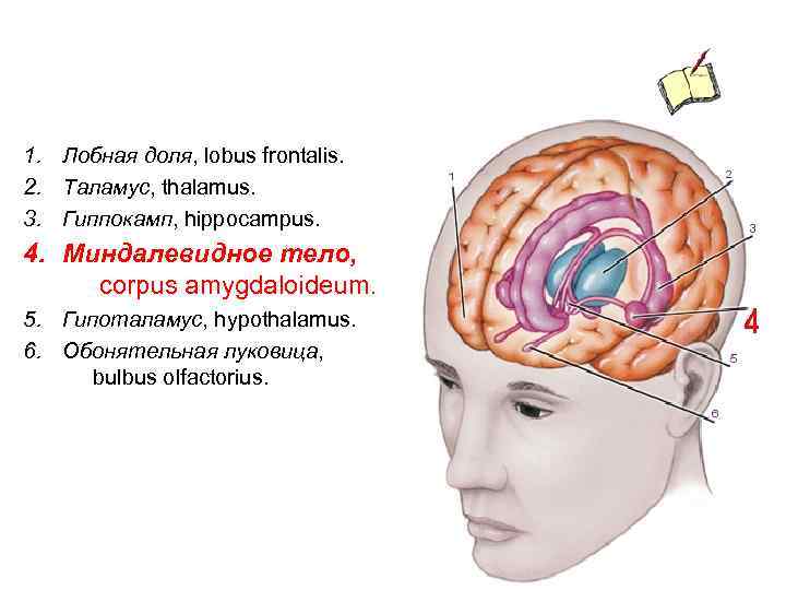 1. Лобная доля, lobus frontalis. 2. Таламус, thalamus. 3. Гиппокамп, hippocampus. 4. Миндалевидное тело,