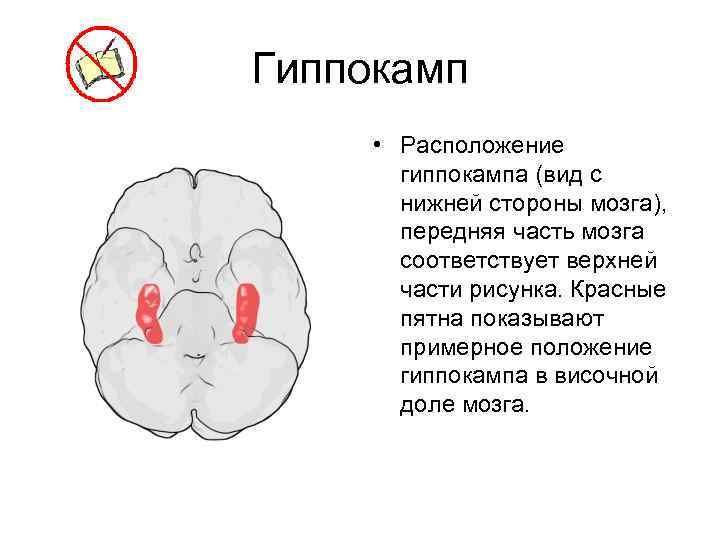 Гиппокамп • Расположение гиппокампа (вид с нижней стороны мозга), передняя часть мозга соответствует верхней