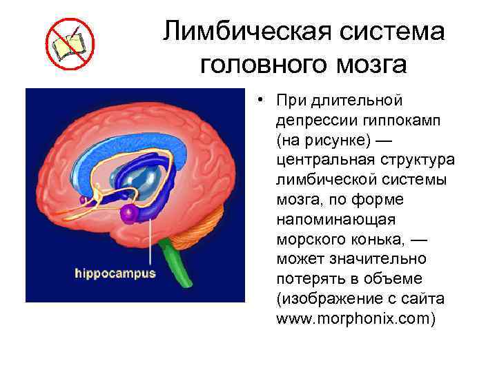 Лимбическая система головного мозга • При длительной депрессии гиппокамп (на рисунке) — центральная структура