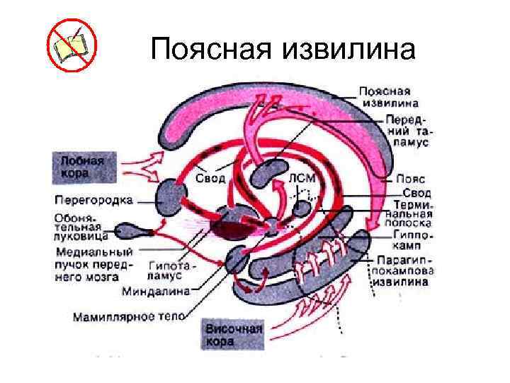 Поясная извилина 