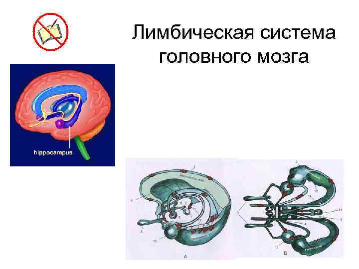 Лимбическая система головного мозга 