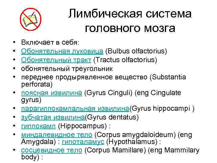 Лимбическая система головного мозга • • • Включает в себя: Обонятельная луковица (Bulbus olfactorius)