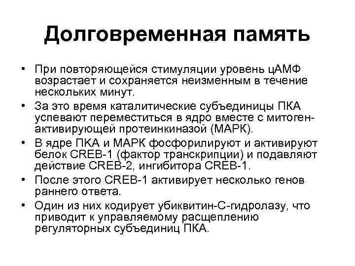 Долговременная память • При повторяющейся стимуляции уровень ц. АМФ возрастает и сохраняется неизменным в