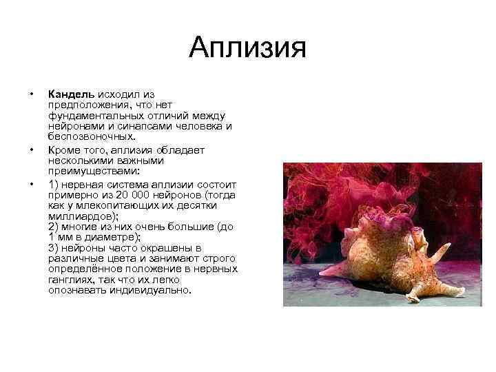Аплизия • • • Кандель исходил из предположения, что нет фундаментальных отличий между нейронами