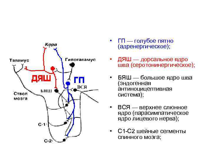  • ГП — голубое пятно (адренергическое); • ДЯШ — дорсальное ядро шва (серотонинергическое);