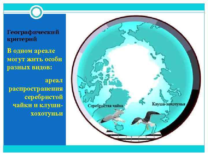Географический критерий В одном ареале могут жить особи разных видов: ареал распространения серебристой чайки