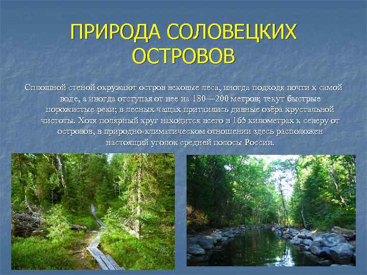 ПРИРОДА СОЛОВЕЦКИХ ОСТРОВОВ Сплошной стеной окружают остров вековые леса, иногда подходя почти к самой