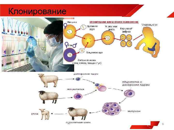 Клонирование 9 