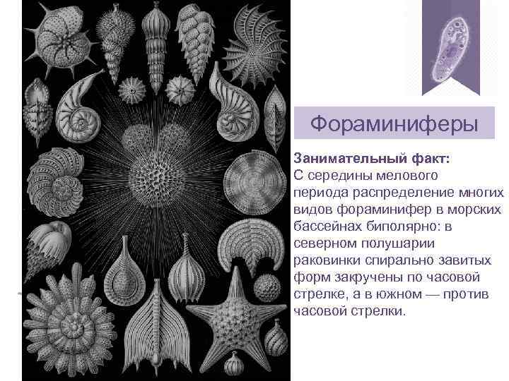 Фораминиферы Занимательный факт: С середины мелового периода распределение многих видов фораминифер в морских бассейнах