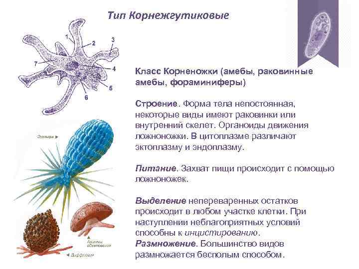 Тип Корнежгутиковые Класс Корненожки (амебы, раковинные амебы, фораминиферы) Строение. Форма тела непостоянная, некоторые виды