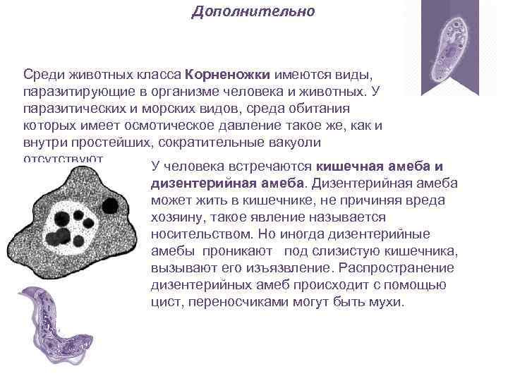 Дополнительно Среди животных класса Корненожки имеются виды, паразитирующие в организме человека и животных. У