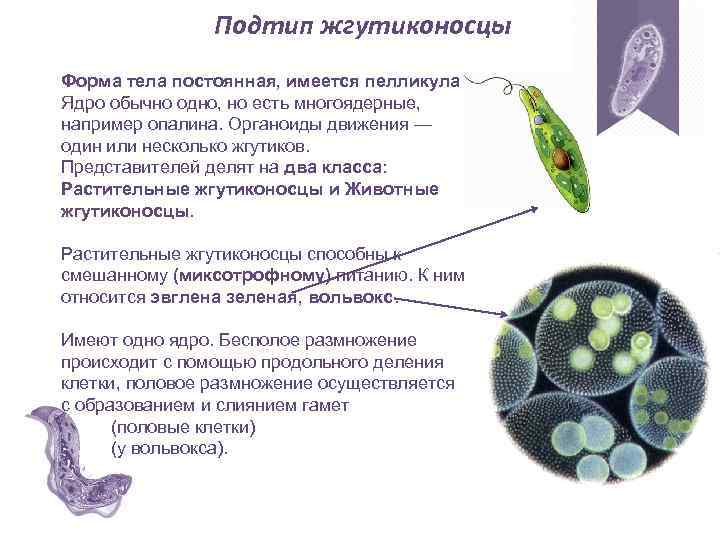 Подтип жгутиконосцы Форма тела постоянная, имеется пелликула. Ядро обычно одно, но есть многоядерные, например