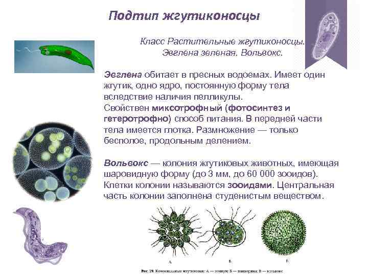 Подтип жгутиконосцы Класс Растительные жгутиконосцы. Эвглена зеленая. Вольвокс. Эвглена обитает в пресных водоемах. Имеет