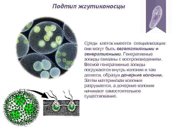 Подтип жгутиконосцы Среди клеток имеется специализация: они могут быть вегетативными и генеративными. Генеративные зооиды