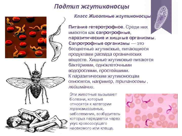 Подтип жгутиконосцы Класс Животные жгутиконосцы. Питание гетеротрофное. Среди них имеются как сапротрофные, паразитические и