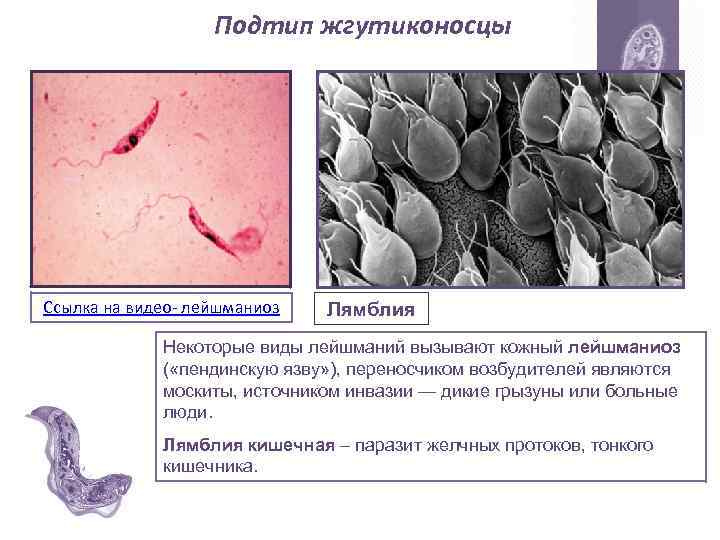 Подтип жгутиконосцы Ссылка на видео- лейшманиоз Лямблия Некоторые виды лейшманий вызывают кожный лейшманиоз (