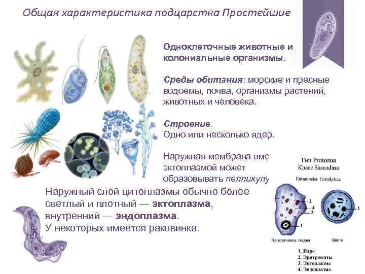 Общая характеристика подцарства Простейшие Одноклеточные животные и колониальные организмы. Среды обитания: морские и пресные