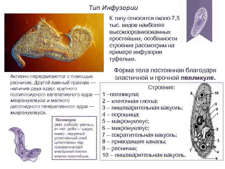 Тип Инфузории К типу относятся около 7, 5 тыс. видов наиболее высокоорганизованных простейших, особенности