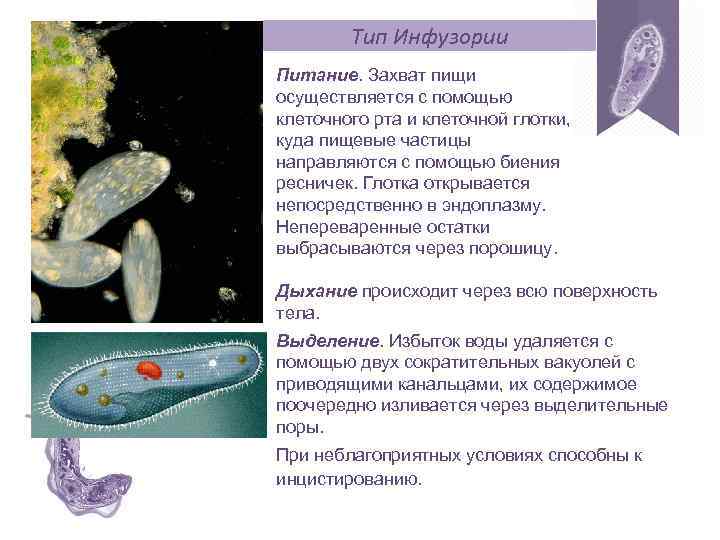 Тип Инфузории Питание. Захват пищи осуществляется с помощью клеточного рта и клеточной глотки, куда