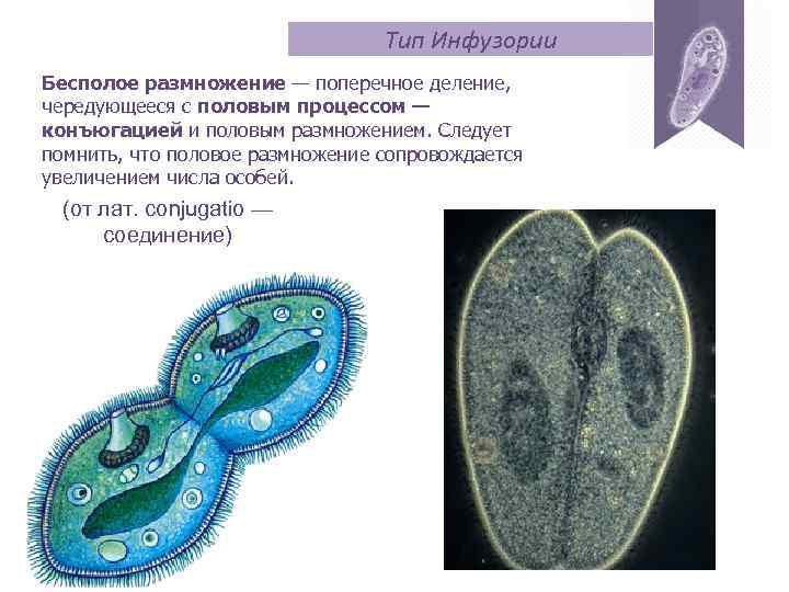 Тип Инфузории Бесполое размножение — поперечное деление, чередующееся с половым процессом — конъюгацией и