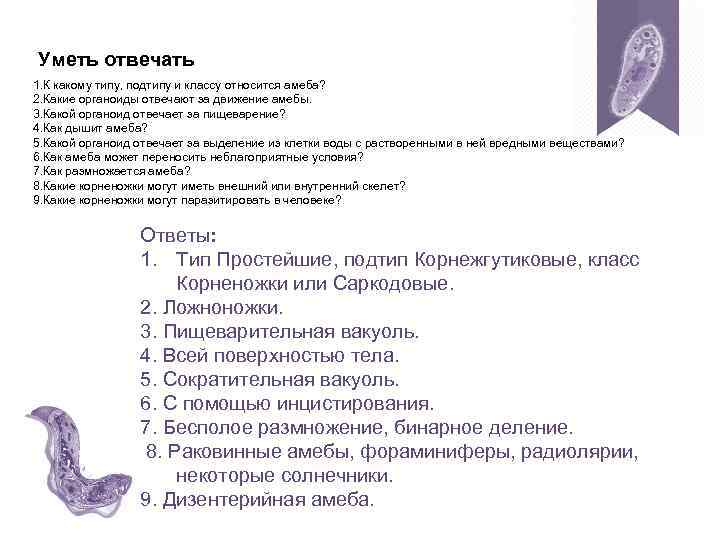Уметь отвечать 1. К какому типу, подтипу и классу относится амеба? 2. Какие органоиды