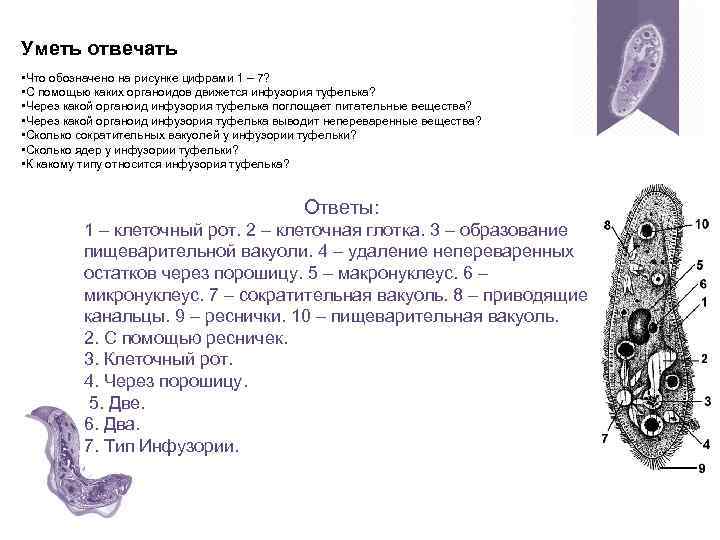 Уметь отвечать • Что обозначено на рисунке цифрами 1 – 7? • С помощью