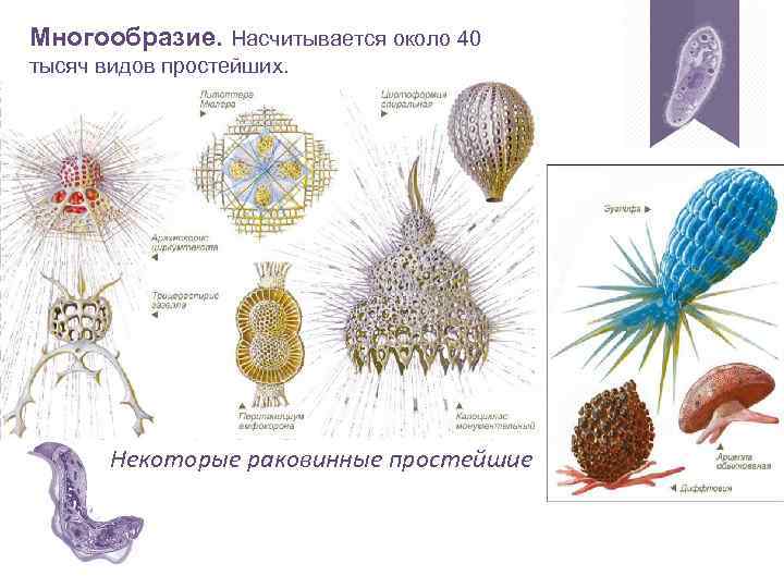 Многообразие. Насчитывается около 40 тысяч видов простейших. Некоторые раковинные простейшие 
