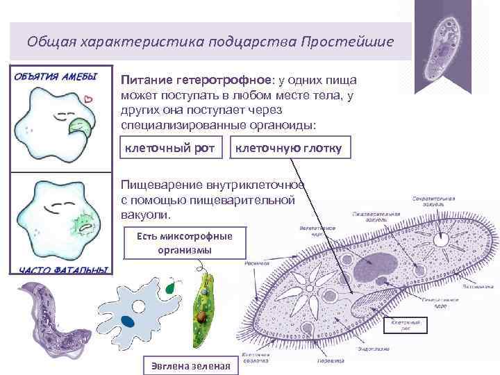 Общая характеристика подцарства Простейшие Питание гетеротрофное: у одних пища может поступать в любом месте