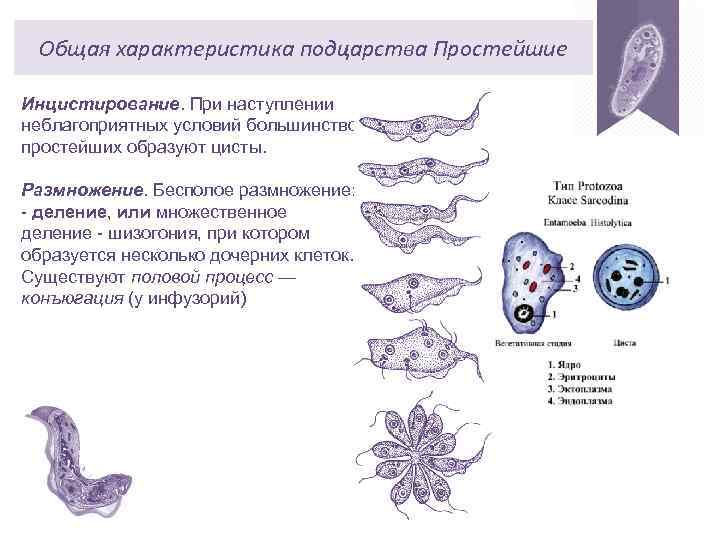 Общая характеристика подцарства Простейшие Инцистирование. При наступлении неблагоприятных условий большинство простейших образуют цисты. Размножение.