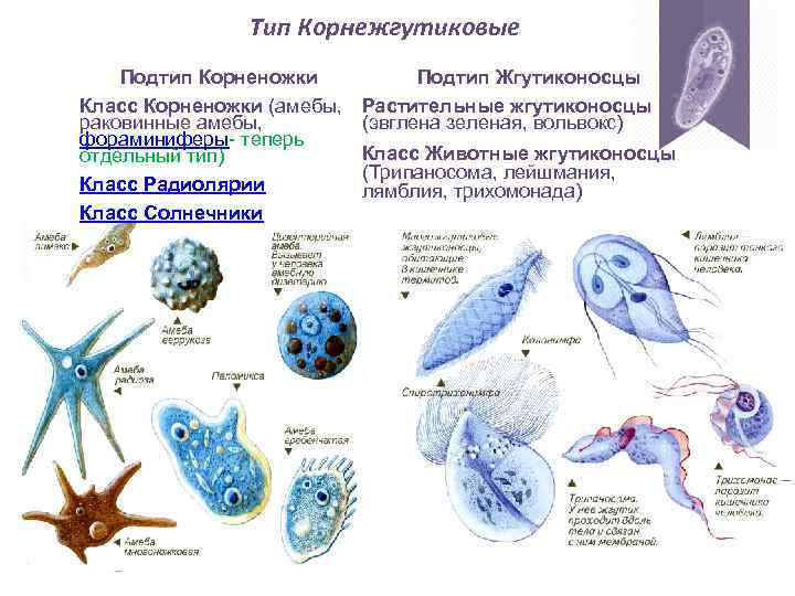 Тип Корнежгутиковые Подтип Корненожки Класс Корненожки (амебы, раковинные амебы, фораминиферы- теперь отдельный тип) Класс