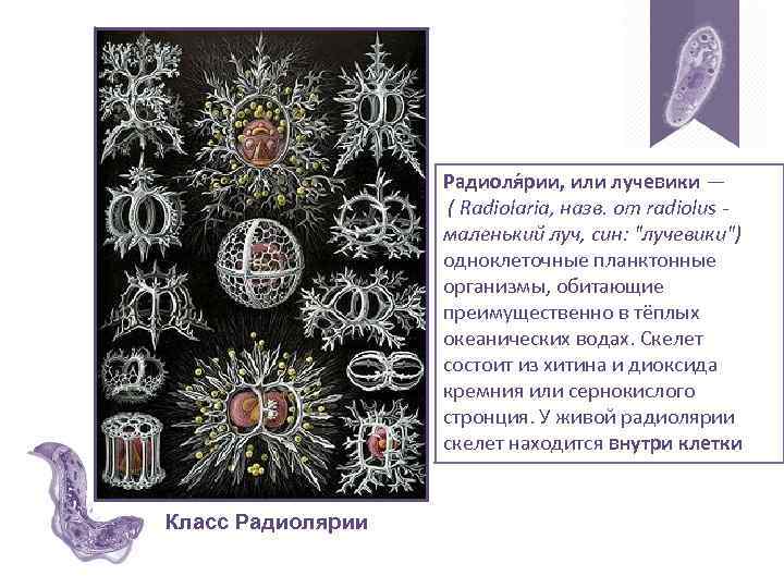Радиоля рии, или лучевики — ( Radiolaria, назв. от radiolus маленький луч, син: "лучевики")