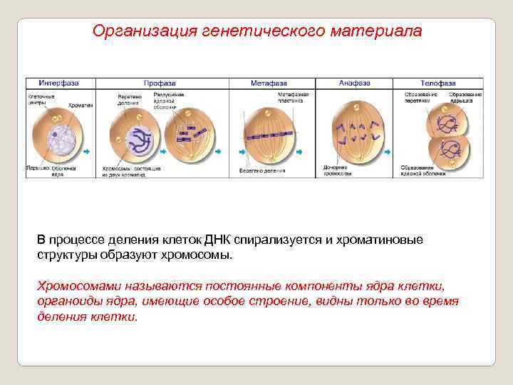 Организация генетического материала В процессе деления клеток ДНК спирализуется и хроматиновые структуры образуют хромосомы.