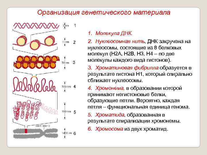 Организация генетического материала 1. Молекула ДНК. 2. Нуклеосомная нить, ДНК закручена на нуклеосомы, состоящие
