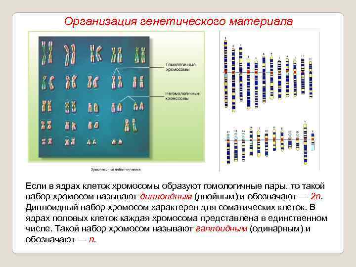 Организация генетического материала Если в ядрах клеток хромосомы образуют гомологичные пары, то такой набор