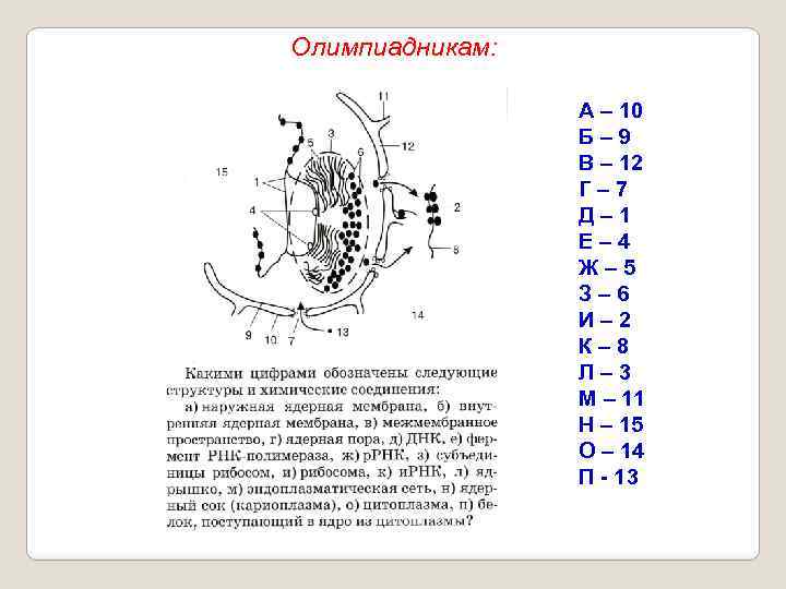 Олимпиадникам: А – 10 Б– 9 В – 12 Г– 7 Д– 1 Е–