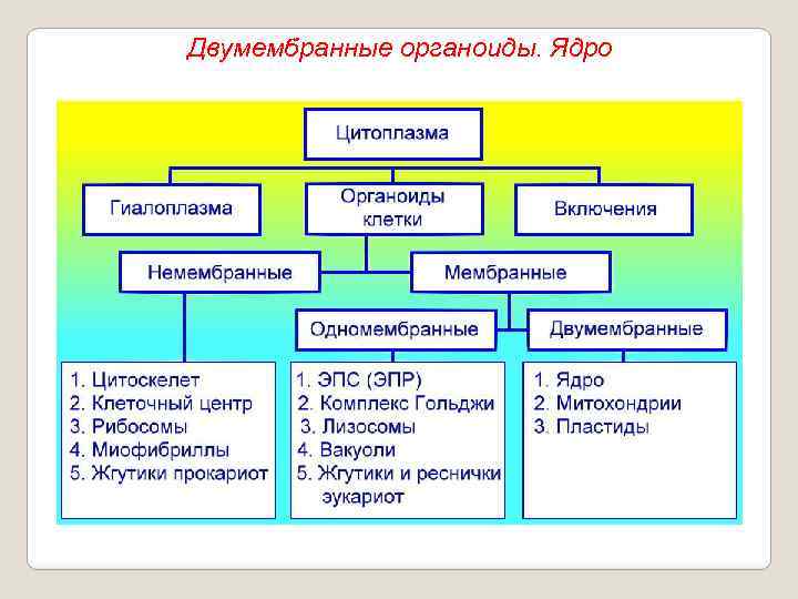 Двумембранные органоиды. Ядро 