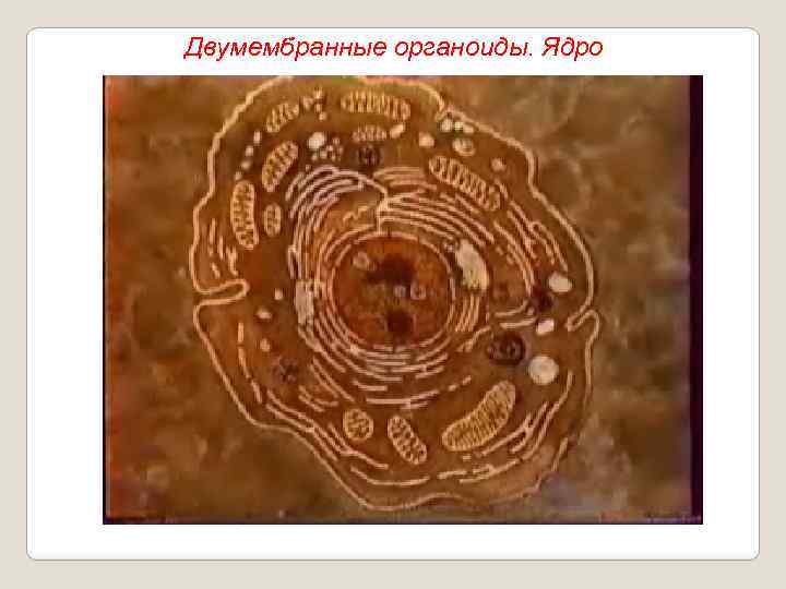 Двумембранные органоиды. Ядро 