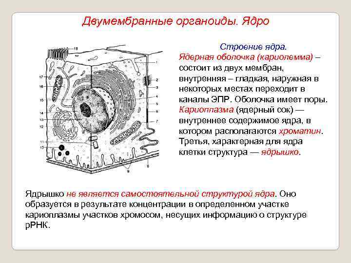 Двумембранные органоиды. Ядро Строение ядра. Ядерная оболочка (кариолемма) – состоит из двух мембран, внутренняя