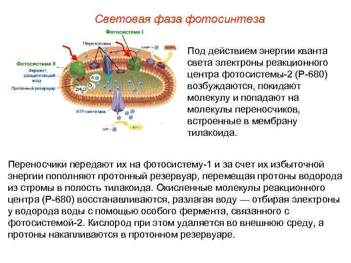 Световая фаза фотосинтеза Под действием энергии кванта света электроны реакционного центра фотосистемы-2 (Р-680) возбуждаются,