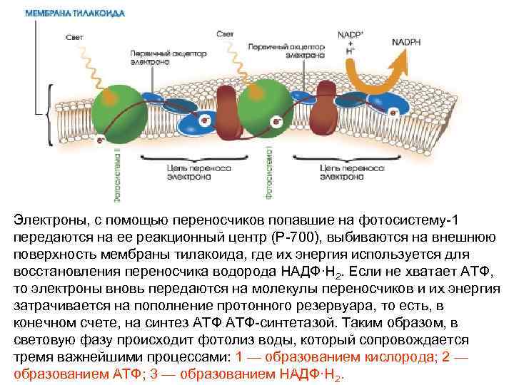 Электроны, с помощью переносчиков попавшие на фотосистему-1 передаются на ее реакционный центр (Р-700), выбиваются