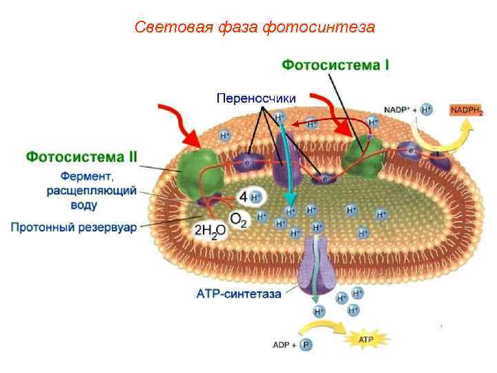 Световая фаза фотосинтеза 